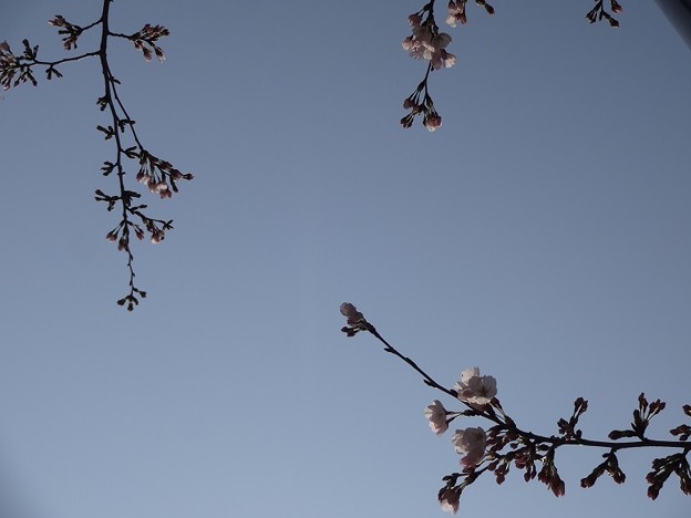 写真: 2014.3.28　目黒川の桜