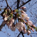 写真: 2014.3.28　目黒川の桜