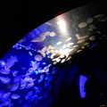 写真: クラゲのトンネル
