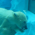 水中の白熊