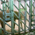写真: 檻の中のゾウ