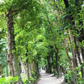 写真: 沖縄　備瀬のフクギ並木