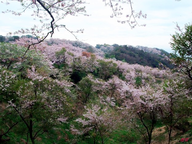 写真: 桜咲く山