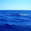 写真: クジラを見た海