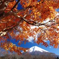 黄葉と富士山