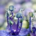 写真: 紫陽花オシベ（約５mm位）に雫