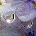 写真: 紫陽花に・・・