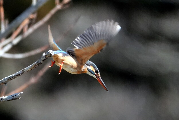 写真: 飛翔！カワセミ