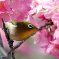 写真: 花桃にメジロ！