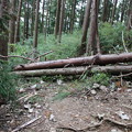 写真: 富幕山登山道をふさぐ倒木