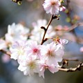写真: ジュウガツザクラ（十月桜）　バラ科