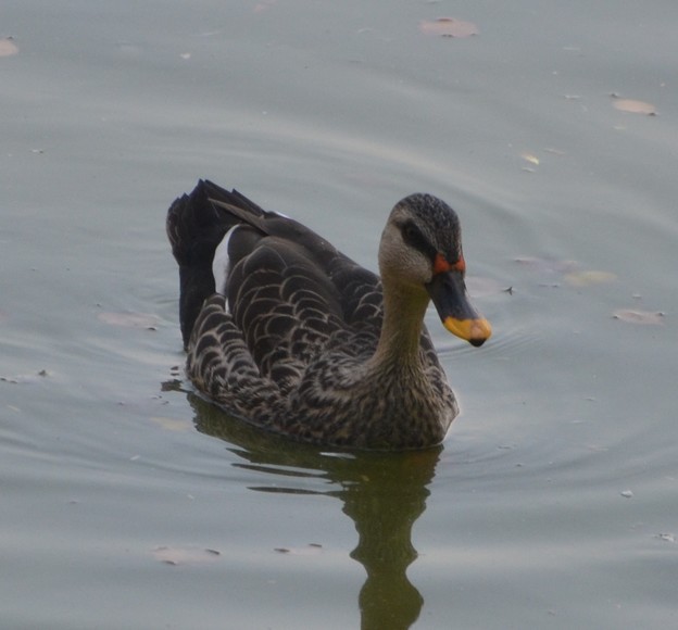 アカボシカルガモ　　Spot-billed Duck　　　　　　　　　DSC_1238