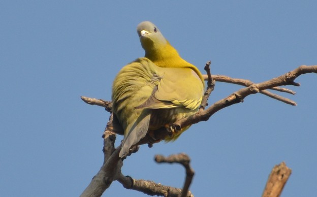 キアシアオバト　　　Yellow-footed Green Pigeon    DSC_4740