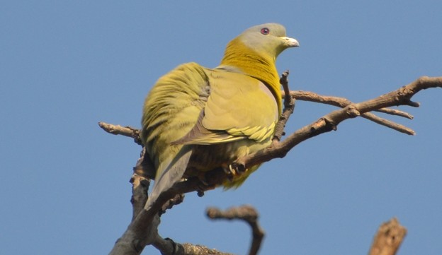 キアシアオバト　　　Yellow-footed Green Pigeon   DSC_4741