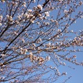 写真: 駐輪場の桜