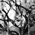 写真: 六義園のしだれ桜