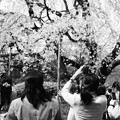 写真: 六義園のしだれ桜