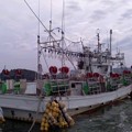 写真: 烏賊釣り漁船（南三陸町）。
