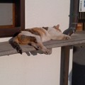 写真: 満福寺・眠り猫。