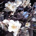 写真: 満開の梅（小袋谷・成福寺）。