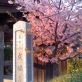 写真: 成福寺の夕桜（鎌倉市小袋谷）。