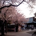 写真: 花の都の靖国神社。