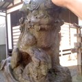 写真: 狛犬なでゴシ中（11月18日、塩釜神社）