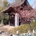 写真: 河津桜（3月4日、小袋谷成福寺）