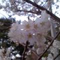 写真: 桜（3月22日、座間市）