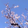 写真: 近所の桜（3月31日）