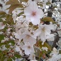 写真: 桜の花（4月2日）