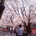 桜の境内（4月2日、靖国神社）