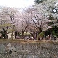 桜の庭園（4月2日、靖国神社）