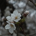写真: 桜 F1063