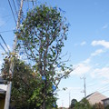 木に咲くアサガオ C07550