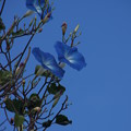 写真: 木に咲くアサガオ C07549