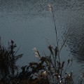 写真: 河原のススキ F6186