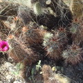 写真: Hedgehog Cactus (1)