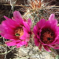 写真: Hedghog Cactus (2)