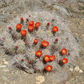 写真: Mojave Mound Cactu (1)