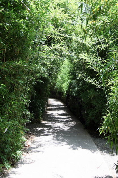 写真: 竹の道