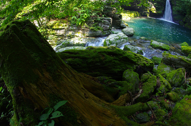 写真: 緑に満ちた渓間