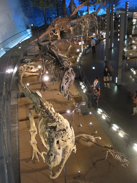 写真: 福井県立恐竜博物館