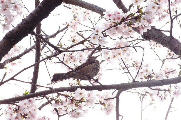 写真: 桜とヒヨ