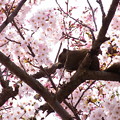 桜とリス
