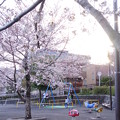 写真: 桜と夕日と