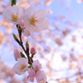 写真: 雨上がりの桜