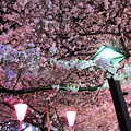 写真: 中目黒の夜桜1