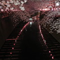 写真: 中目黒の夜桜3