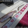 写真: 2013-05-12赤い魚が釣れました♪ (4)